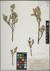 Foto von Salix lapponum L.